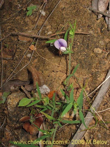 Imágen de Lathyrus sp. #1523 (). Haga un clic para aumentar parte de imágen.