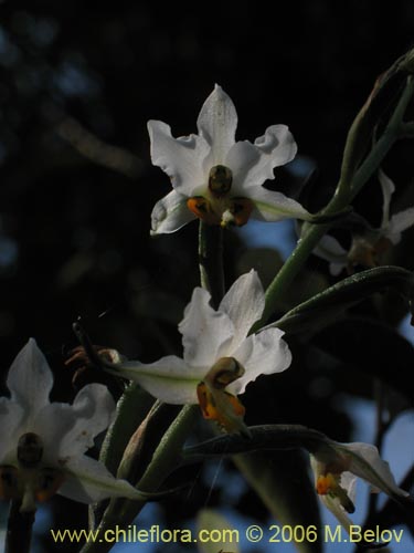 Gavilea glandulifera의 사진