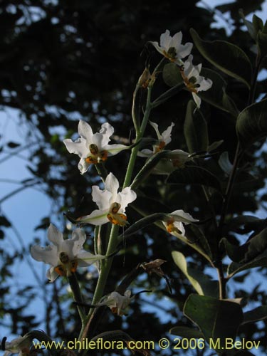 Gavilea glandulifera의 사진