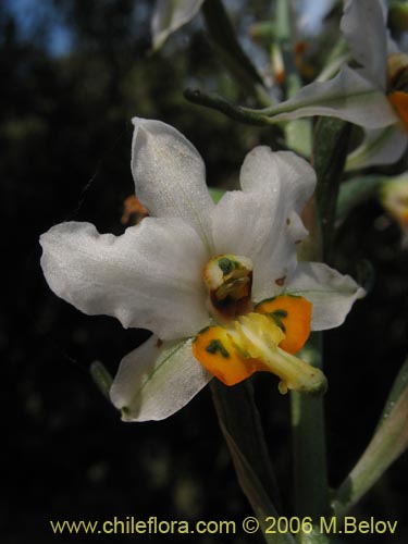 Gavilea glandulifera의 사진