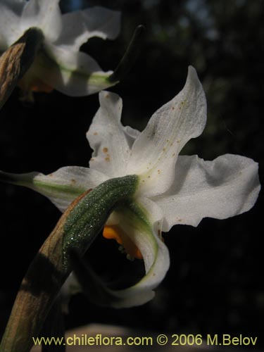 Gavilea glandulifera의 사진