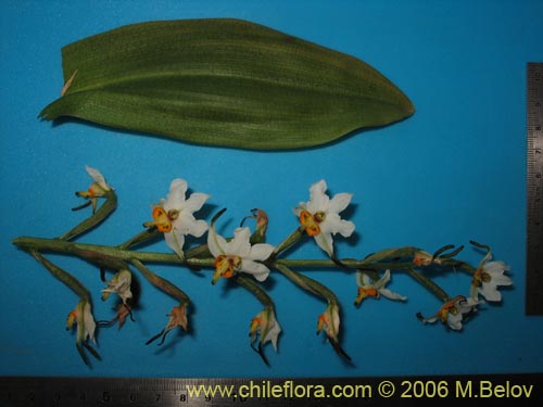 Gavilea glandulifera의 사진