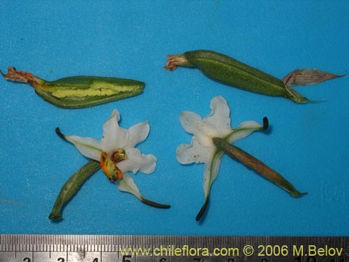 Gavilea glandulifera의 사진