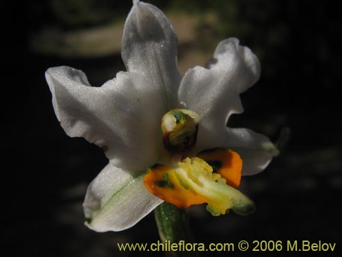 Gavilea glandulifera의 사진