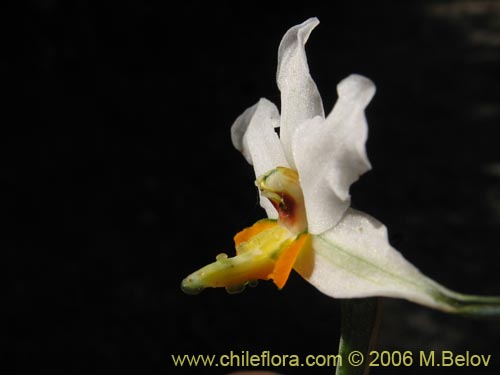 Gavilea glandulifera의 사진