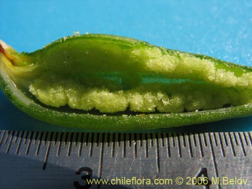 Gavilea glandulifera의 사진