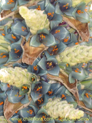 Imágen de Puya berteroniana (Puya / Chagual / Cardon / Magüey). Haga un clic para aumentar parte de imágen.