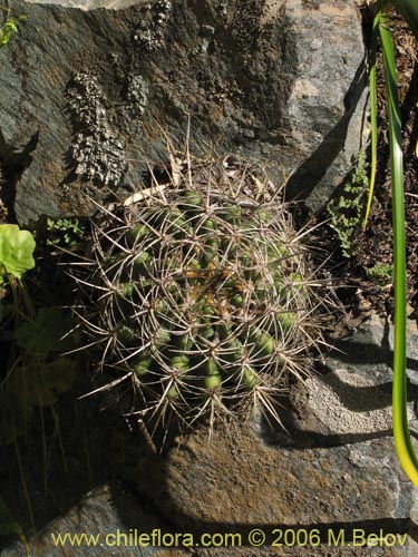 Bild von Eriosyce curvispina ssp. curvispina (). Klicken Sie, um den Ausschnitt zu vergrössern.