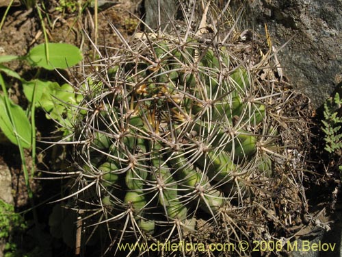 Bild von Eriosyce curvispina ssp. curvispina (). Klicken Sie, um den Ausschnitt zu vergrössern.