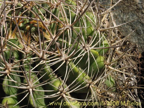 Bild von Eriosyce curvispina ssp. curvispina (). Klicken Sie, um den Ausschnitt zu vergrössern.