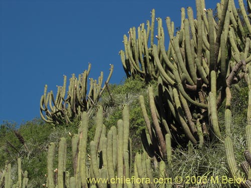 Image of Echinopsis chiloensis (Quisco). Click to enlarge parts of image.
