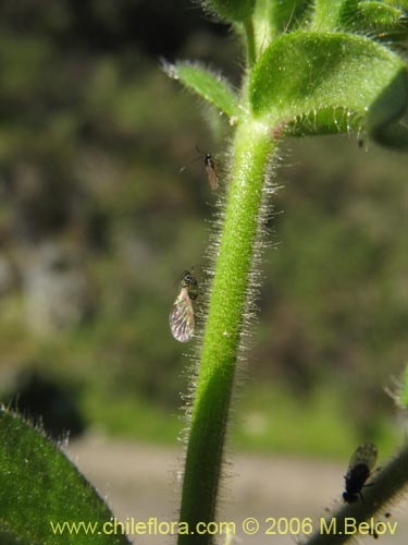 未確認の植物種 sp. #2337の写真