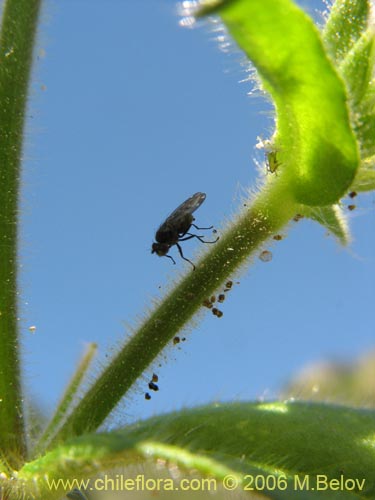 未確認の植物種 sp. #2337の写真