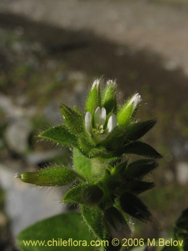 未確認の植物種 sp. #2337の写真