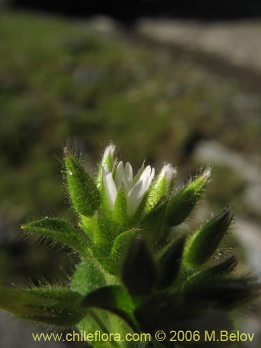 未確認の植物種 sp. #2337の写真