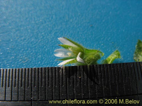 未確認の植物種 sp. #2337の写真