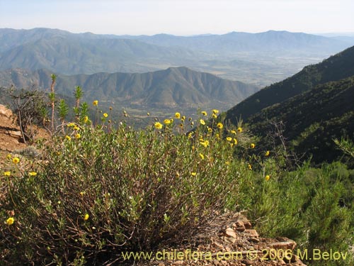 Bild von Haplopappus sp. #1651 (). Klicken Sie, um den Ausschnitt zu vergrössern.