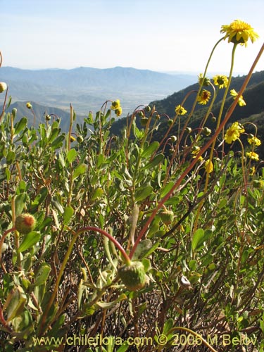 Bild von Haplopappus sp. #1651 (). Klicken Sie, um den Ausschnitt zu vergrössern.