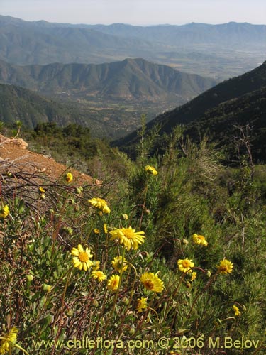 Bild von Haplopappus sp. #1651 (). Klicken Sie, um den Ausschnitt zu vergrössern.