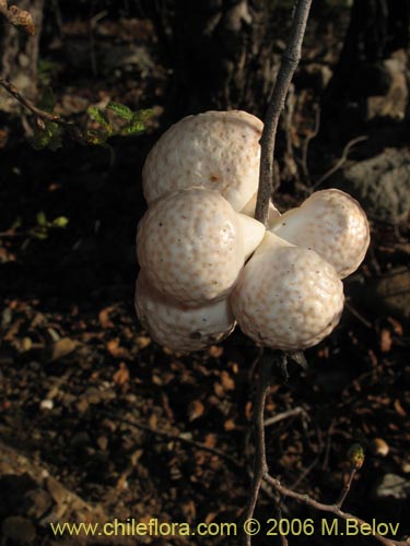 Bild von Cyttaria berteroi (Pinatra / Curacucha). Klicken Sie, um den Ausschnitt zu vergrössern.