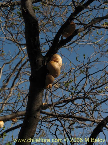 Image of Cyttaria berteroi (Pinatra / Curacucha). Click to enlarge parts of image.