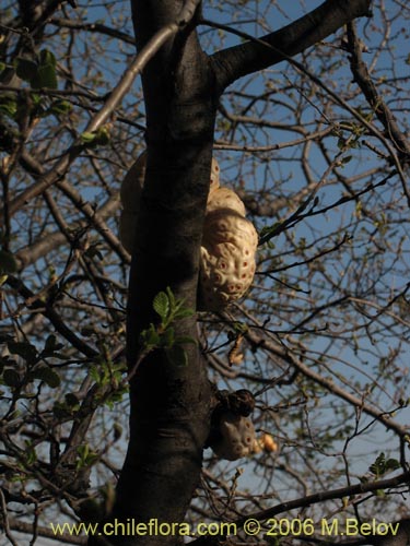 Image of Cyttaria berteroi (Pinatra / Curacucha). Click to enlarge parts of image.