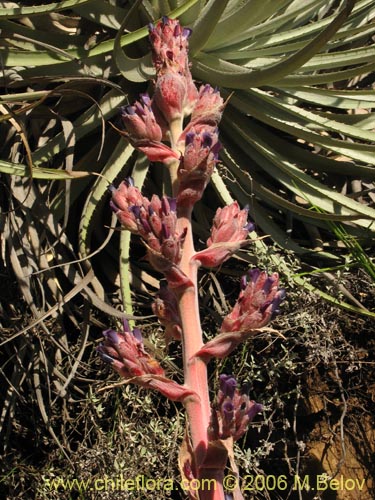 Bild von Puya coerulea (). Klicken Sie, um den Ausschnitt zu vergrössern.