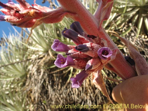 Puya coeruleaの写真