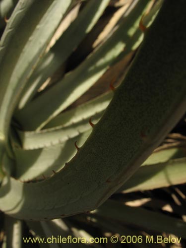 Imágen de Puya coerulea (). Haga un clic para aumentar parte de imágen.