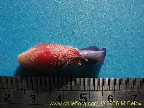 Imágen de Puya coerulea (). Haga un clic para aumentar parte de imágen.