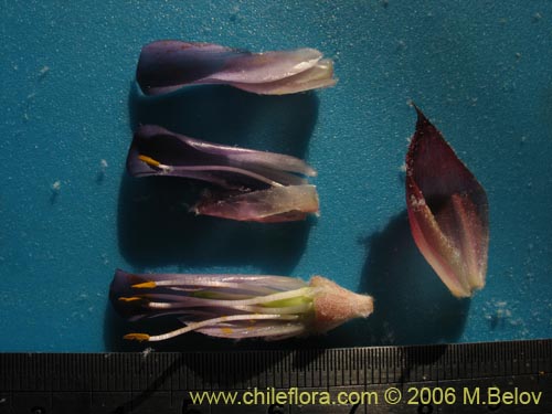 Imágen de Puya coerulea (). Haga un clic para aumentar parte de imágen.