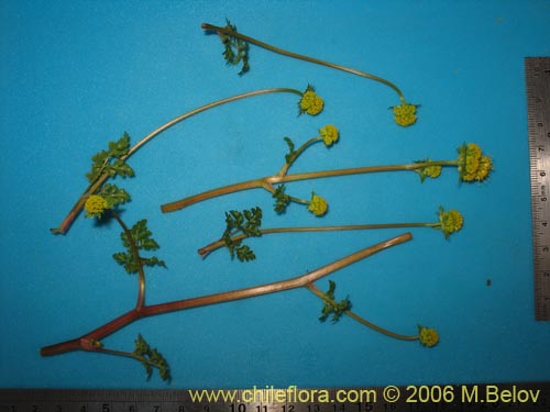 Bild von Sanicula graveolens (Perejil del monte / Asta de cabra). Klicken Sie, um den Ausschnitt zu vergrössern.