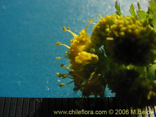 Bild von Sanicula graveolens (Perejil del monte / Asta de cabra). Klicken Sie, um den Ausschnitt zu vergrössern.