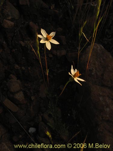 Bild von Bidens sp. #3063 (). Klicken Sie, um den Ausschnitt zu vergrössern.
