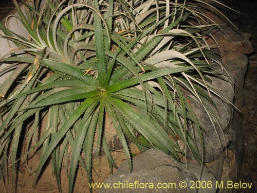 Ochagavia lindleyanaの写真