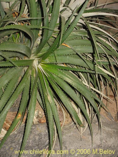 Ochagavia lindleyanaの写真