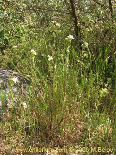 Image of Leucheria sp. #1682 (). Click to enlarge parts of image.