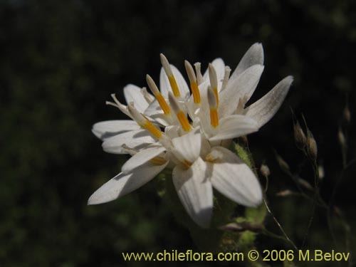 Image of Leucheria sp. #1682 (). Click to enlarge parts of image.