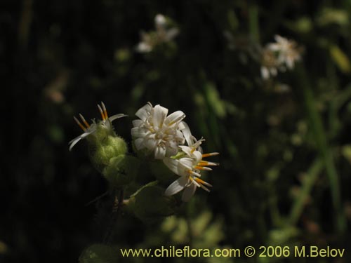 Image of Leucheria sp. #1682 (). Click to enlarge parts of image.
