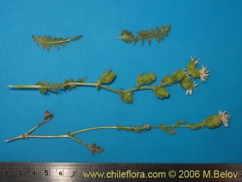 Image of Leucheria sp. #1682 (). Click to enlarge parts of image.