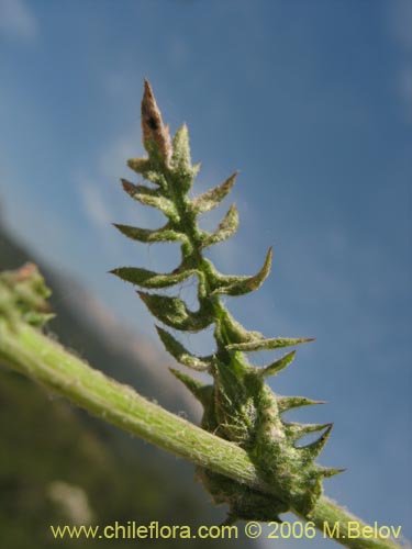 Leucheria sp. #1682의 사진