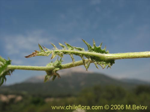 Leucheria sp. #1682의 사진