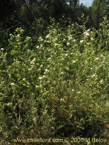 Leucheria sp. #1682의 사진