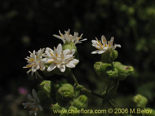 Leucheria sp. #1682의 사진