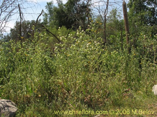 Leucheria sp. #1682의 사진