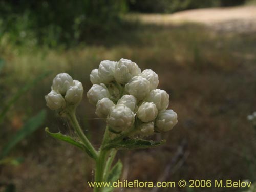 Gnaphalium sp. #1622的照片