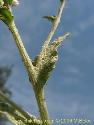 Gnaphalium sp. #1622的照片