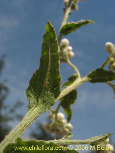 Gnaphalium sp. #1622的照片