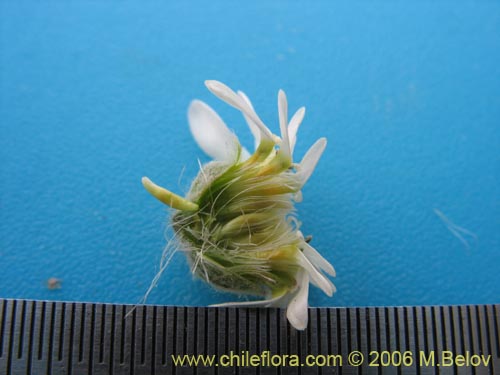 Leucheria sp. #1621의 사진