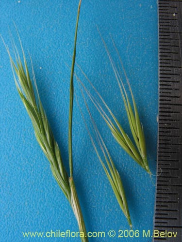 Imágen de Poaceae sp. #1856 (). Haga un clic para aumentar parte de imágen.